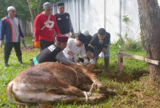 Idul Adha 2024, Pemprov Babel Sembelih 17 Sapi Kurban, Jauh Berkurang Dibanding Tahun Sebelumnya