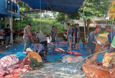 PWI Babel Kurban 4 Sapi dan 2 Kambing di Momen Idul Adha 2025