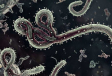 Kasus Ebola Kembali Meningkat, Dunia Perlu Waspada
