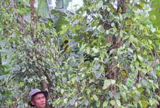 Senyum Ceria Petani Lada Hitam Lampung