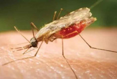 Ini Alasan Mengapa Penyakit Malaria Berbahaya? Simak Dampak dan Penjelasannya