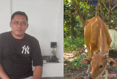  2 Sapi Bantuan Gapoktan Selat Nasik Hilang Kabar, Warga Pertanyakan Pengelolaan