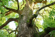 Diburu Warga Arab! Tanaman yang Disebut Dalam Al-Qur'an Ini Ternyata Tumbuh Subur di Indonesia