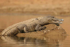 Deretan Arti Mimpi Dikejar Buaya? Nomor 7 Wanita Wajib Tahu