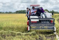 Menko Zulhas: Bulog Siap Beli Beras dari Pabrik yang Serap Gabah Petani Sesuai HPP