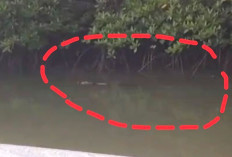 Buaya Muncul Setiap Hari di Jembatan Sungai Samak, Para Nelayan Diliputi Ketakutan