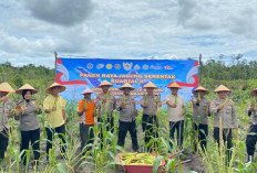 Polres Belitung Panen Raya Jagung di Sijuk, Perkuat Ketahanan Pangan Nasional