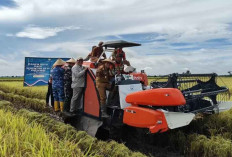 Swasembada Pangan Indonesia Semakin Dekat, Berpotensi Ekspor Beras