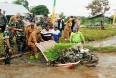 Pemkab Belitung Sulap Lahan Tidur Jadi Sawah: Target Produksi 1.691 Ton Padi 2026