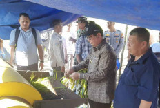 Wujudkan Ketahanan Pangan Dukung MBG, Bupati Beltim: Saatnya Tinggalkan Ketergantungan pada Tambang