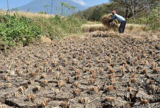 BMKG Ungkap Prediksi Puncak Musim Kemarau 2025 