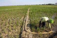 BMKG Prediksi Kemarau 2026 Datang Lebih Cepat, Puncaknya Agustus dan Berpotensi Lebih Kering