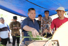 Gubernur Babel Puji Petani Desa Jangkang: Meski Hasil Masih Rendah, Tapi Semangat Tinggi