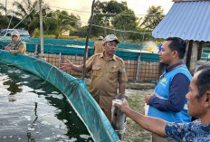 PLN Babel Dorong Budidaya Udang Vaname di Belitung, Nelayan Tanjung Rusa Ucapkan Terimakasih