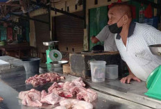 Usaha Peternakan Ayam Tekan Inflasi di Belitung