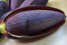 Kaya Nutrisi, 9 Manfaat Jantung Pisang untuk Kesehatan, Bagus Dikonsumsi Rutin