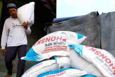 Akses Cepat Pupuk Subsidi untuk Merawat hHarapan Petani Padi