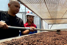 Sentuhan Panas Bumi Menyajikan Kopi Kamojang hingga Mendunia