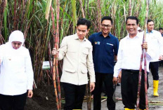 Pemerintah Gaspol Capai Swasembada Gula, Mentan Amran: Petani Harus Untung!