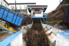 Danantara Indonesia Bakal Kucurkan Dana Rp1,5 Triliun untuk Beli Gula Petani