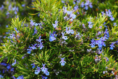 6 Tanaman Pengusir Nyamuk Alami di Musim Hujan, Rumah Wangi Bebas Gigitan!