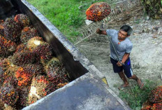 Indonesia dan Malaysia Sepakati Perkuat Kerja Sama Industri Kelapa Sawit