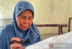 Menjaga Napas Batik Complongan di Tengah Senja Perajin Tua
