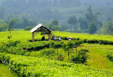 3 Rekomendasi Wisata Kebun Teh di Bogor, Harga Tiketnya Ramah di Kantong!