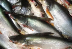 Manfaat Mengonsumsi Ikan Patin untuk Kesehatan, Salah Satunya Dapat Mencegah Jantung Koroner