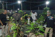 Belitung Expo 2025, PPBI Belitung Hadirkan Demo dan Apresiasi Bonsai