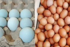 9 Fakta Telur Bebek Lebih Baik dari Telur Ayam, Ini Alasannya!