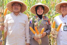 Indonesia Pastikan Tak Impor Jagung Pakan di 2025, Produksi Nasional Meningkat Tajam