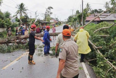 Antisipasi Bahaya Cuaca Ekstrem, Warga Belitung Diimbau Tebang Pohon Tua di Sekitar Rumah