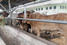 Stok Hewan Kurban Belitung Timur Aman, PMK Terkendali Jelang Iduladha 2026