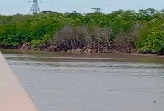 Tambang Timah Ilegal Hajar Mangrove di Kawasan DAS Jembatan Pilang