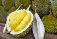 Yuk ke Desa Nangka, Ada Festival 1000 Durian Gratis