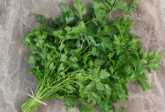 Daun Ketumbar: Rahasia Herbal Kuno dengan Manfaat Kesehatan Luar Biasa