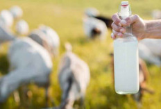 Susu Kambing Etawalin: Nutrisi Tinggi dan Khasiat Herbal untuk Tulang Sehat
