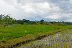 Musim Tanam II, Babel Targetkan Tanam Padi Sawah 2.173 Hektar