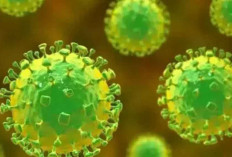 Kemenkes Ingatkan Waspada Virus Nipah Meski Belum Ada Kasus di Indonesia