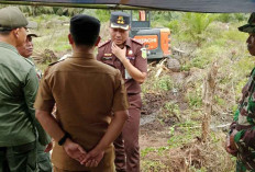Lakukan Penertiban, Kejari Belitung Cabut Pohon Sawit di Hutan Lindung Sungai Pala