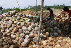 Perusahaan China Bangun Pabrik Hiririsasi Kelapa di Indonesia, Investasi Capai Rp1,6 Triliun