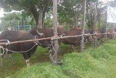 Dari Bali ke Beltim, KLK Group Pastikan Kesehatan Sapi Kurban Lewat Dokter Hewan