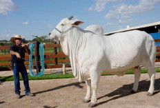 Terjual Rp 65 Miliar! Ini Sapi Termahal di Dunia yang Dijaga Seperti Artis