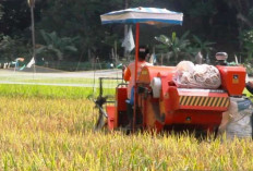 Urgensi Satgas Pengadaan Gabah atau Beras Petani