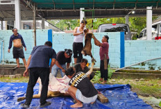 Idul Adha 2026, Pokja Wartawan Belitung Sembelih Hewan Kurban