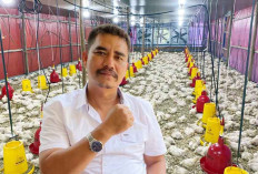 Peternakan Mandiri Belitung Terancam Kemitraan Besar, Pemda Diminta Segera Bertindak