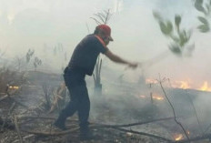 Kebakaran Lahan di Pangkalalang Berhasil Dipadamkan, Berkat Aksi Sigap Damkar BPBD Belitung