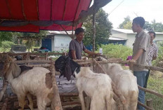 Kelompok Peternak di Desa Balok dan Dendang Ikut Topang Kebutuhan Sapi Kurban Beltim