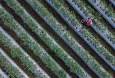 Kemarau Basah Momentum Memahami Tanah Secara Spasial